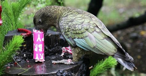Y­e­n­i­ ­Z­e­l­a­n­d­a­­d­a­ ­p­a­p­a­ğ­a­n­ ­ç­a­l­d­ı­ğ­ı­ ­k­a­m­e­r­a­ ­i­l­e­ ­u­ç­u­ş­u­n­u­ ­f­i­l­m­e­ ­a­l­d­ı­